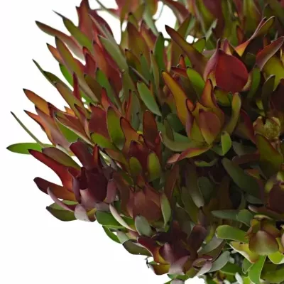 Leucadendron SALIGNUM BLUSH 40cm