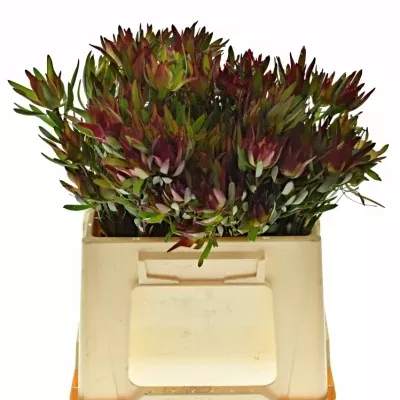 Leucadendron SALIGNUM BLUSH 40cm