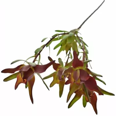 Leucadendron SALIGNUM BLUSH 40cm