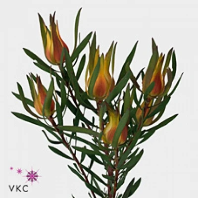LEUCADENDRON SALIGNUM YAELI 70cm