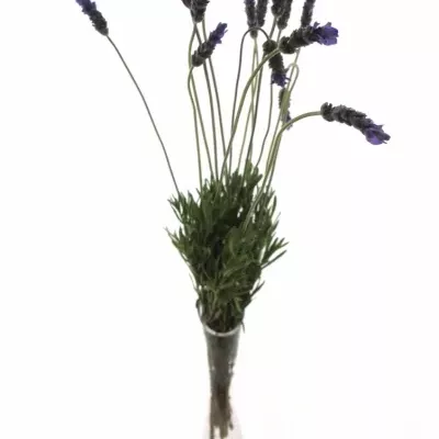 LEVANDULA ANGUSTIFOLIA