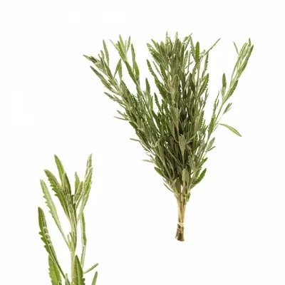 LEVANDULA 45cm