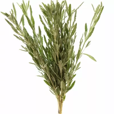 LEVANDULA