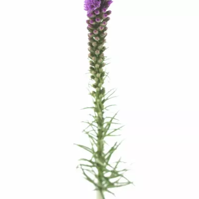 Šuškarda SPICATA 60cm