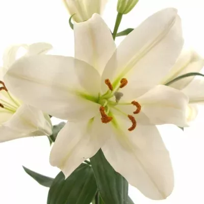 LILIUM OT FOREVER 