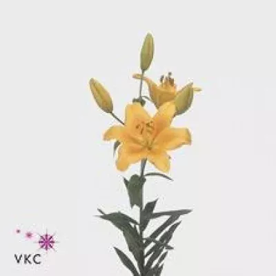 Lilie AS BRASIL 90cm/5+