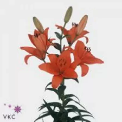 Lilie AS CASTELLO 85cm/6+