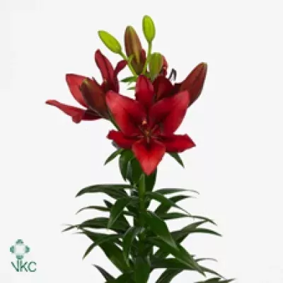 Lilie AS MARIANNE TIMMER 90cm/4+