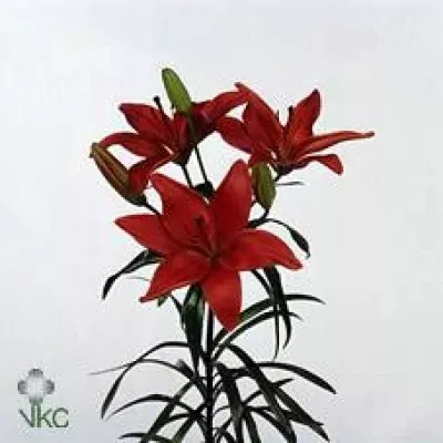 Lilie AS MONTE NEGRO 90cm/6+