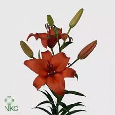 Lilie AS NELLO 60cm/2+