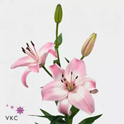 Lilie AS VERMEER 60cm/2+