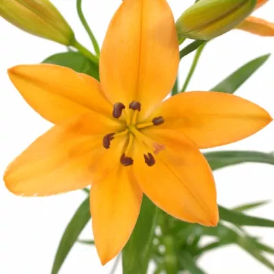 Lilie AZ BARITON 80cm/4+