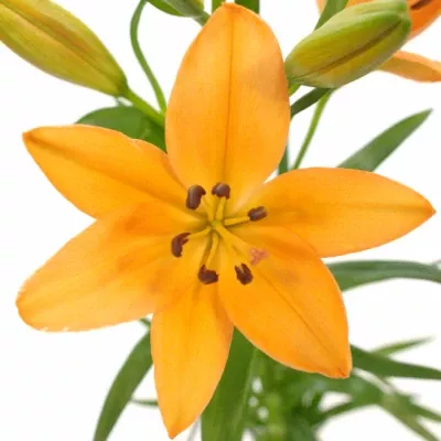 Lilie AS BARITON 80cm/4+