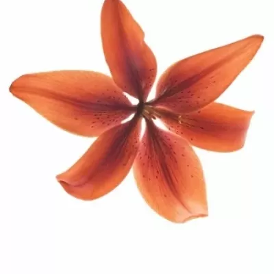 Lilie AS BLACK OUT 85cm/5+