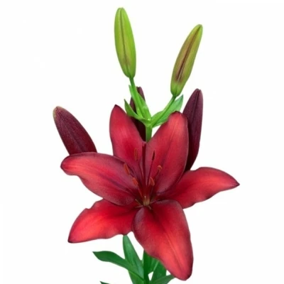 Lilie AS DUCATI 90cm/5+