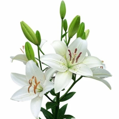 LILIUM LA EYELINER 95cm/5+ SUPRA