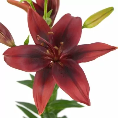 Lilie AS FOREIGNER 75cm/3+