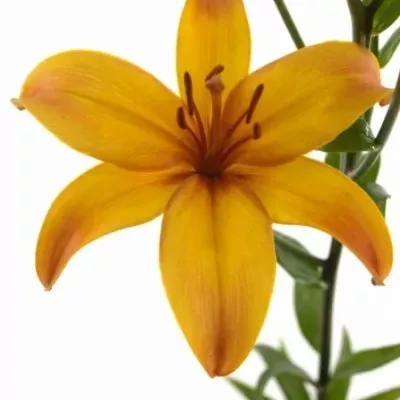 Lilie AS GIRAFFE 95cm/5+