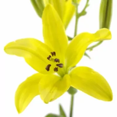 Lilie AS GIRONDE 65cm/5+