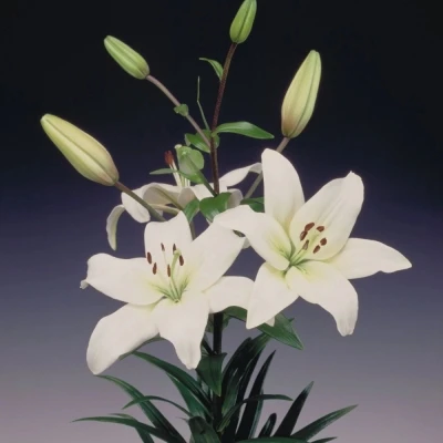 Lilie AZ NAVONA 80cm/3+