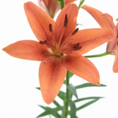 Lilie AS RED SENSATION 85cm/5+