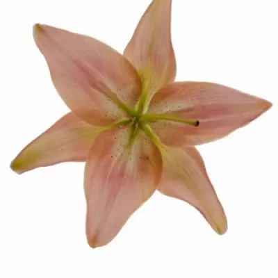 Lilie AS RENOIR 75cm/5+