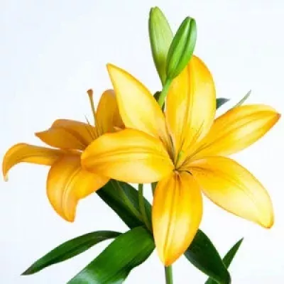 Lilie LA ADVANTAGE 90cm/4+