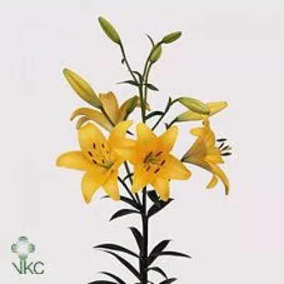 Lilie LA ALADDINS DAZZLE 80cm/5+