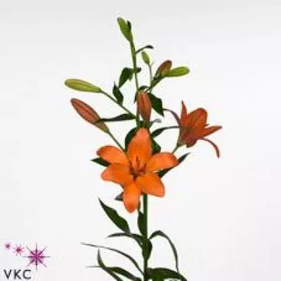 Lilie LA AMATERAS 80cm/3+