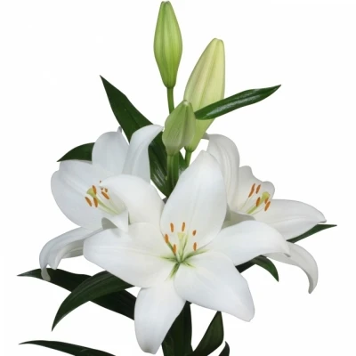 Lilie LA ASTI 95cm/5+