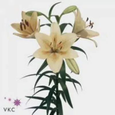 Lilie LA BALLROOM 80cm/4+