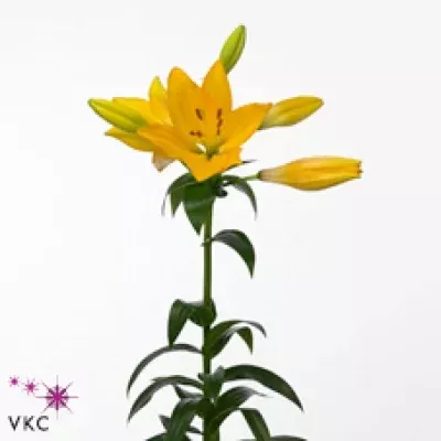 Lilie LA BEAU SOLEIL 80cm/3+