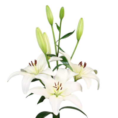 Lilie LA BELVEDERE 95 cm / 5+