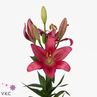 Lilie LA BOURBON STREET 90cm/4+