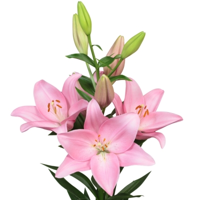 Lilie LA BRAMANTE 95 cm / 5+ EXTRA