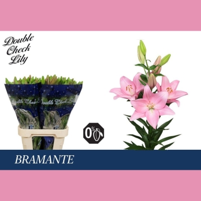 Lilie LA BRAMANTE 