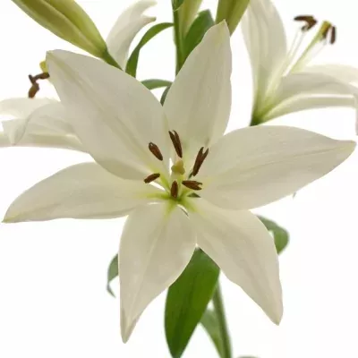 Lilie LA BRIGHT DIAMOND 95cm/5+