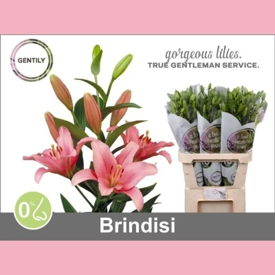 Lilie LA BRINDISI 80cm/3+