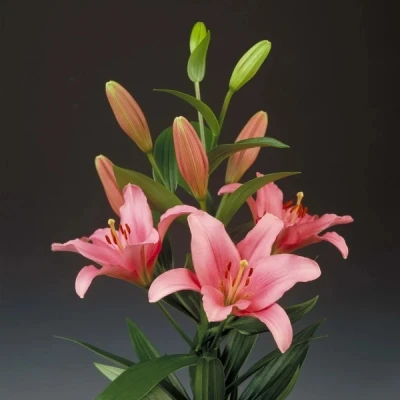 Lilie LA BRINDISI 80cm/3+