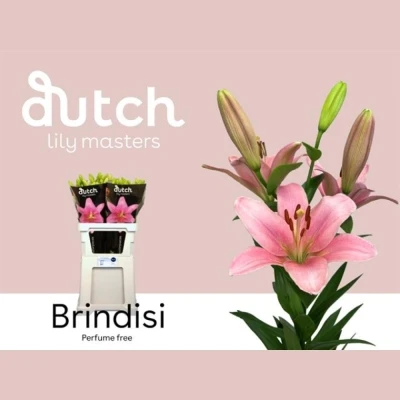 Lilie LA BRINDISI 80cm/3+