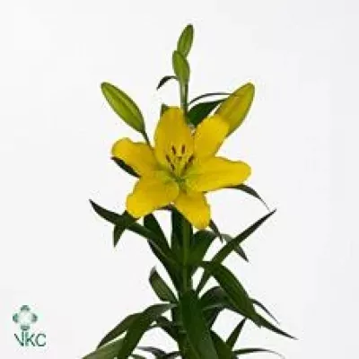 Lilie LA BUSSETTO 90cm/4+