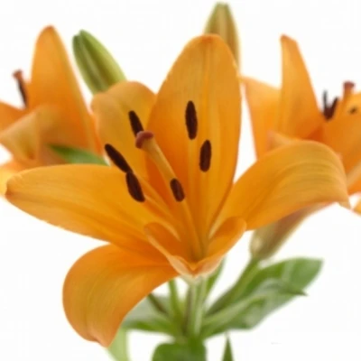 Lilie LA CAESARS PALACE 