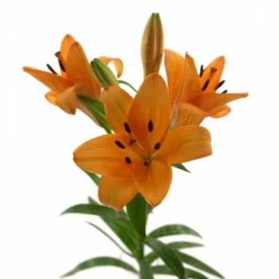 Lilie LA CAESARS PALACE 70cm/3+