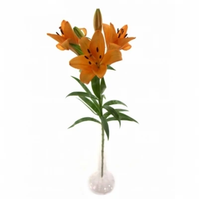 Lilie LA CAESARS PALACE 