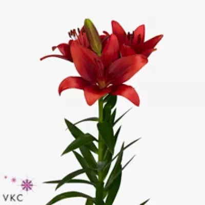 Lilie LA CARAVITA 85cm/5+