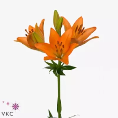 Lilie LA CASINO ROYALE 90cm/6+