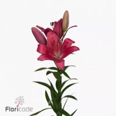 Lilie LA CECINA 80cm/3+