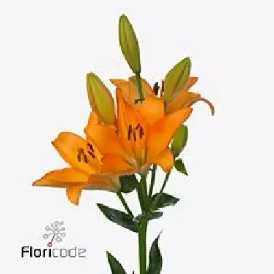 Lilie LA CESARE 90cm/5+