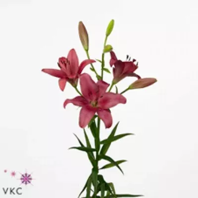 Lilie LA CIGALON 90cm/3+