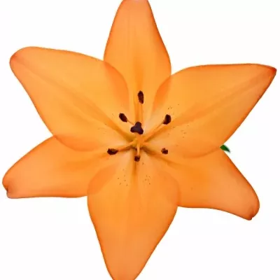 Lilie LA CORALLO BEACH 95cm/4+